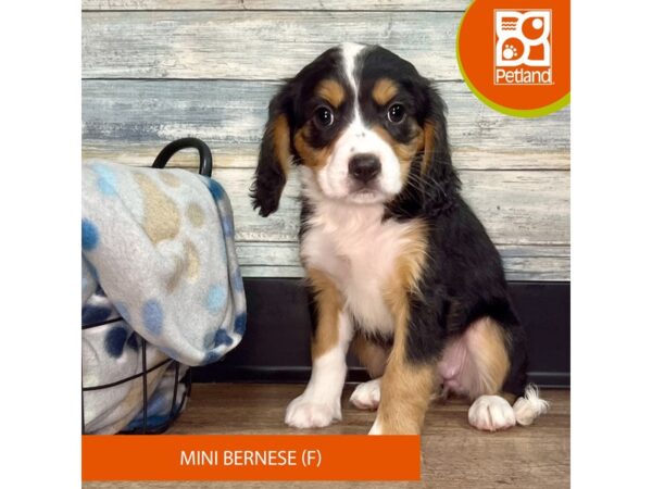 Mini Bernese Dog Female Tri-Colored 2831 Petland Eastgate, Ohio