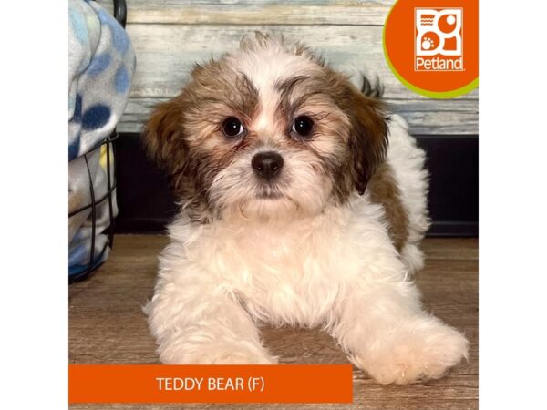 Teddy Bear – 2830
