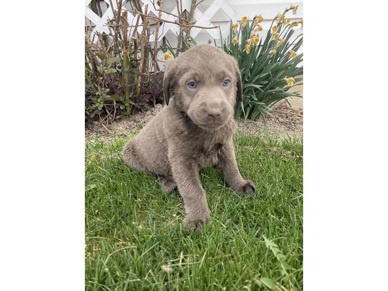 Labrador Retriever - 2869 Image #1