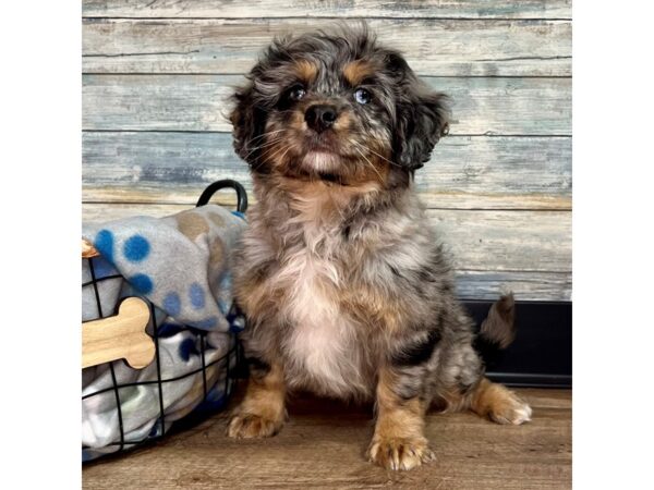 Poodle/Bernese Mountain Dog-Dog-Female-Merle-2863-Petland Eastgate, Ohio