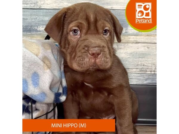 Hippo Mini-Dog-Male-Chocolate-2855-Petland Eastgate, Ohio