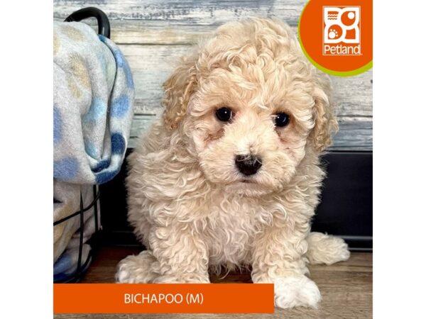 Bichapoo – 2856
