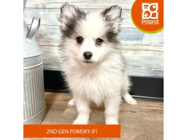 Pomsky 2nd Gen – 2877