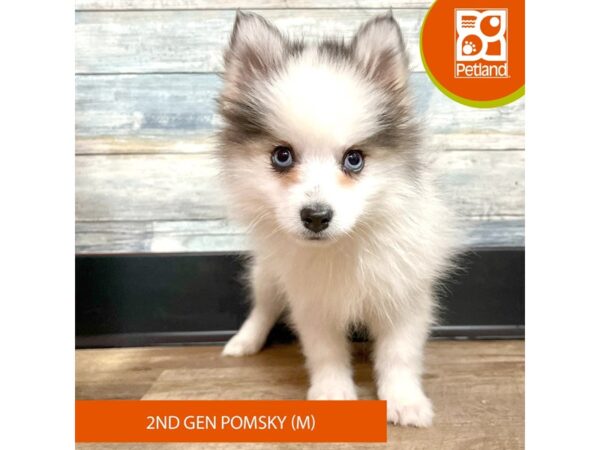Pomsky 2nd Gen – 2878