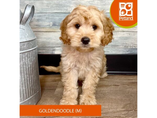 Goldendoodle – 2882