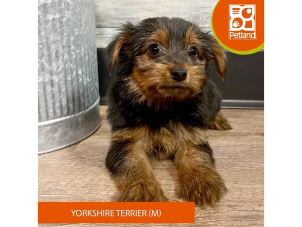 Yorkshire Terrier – 2883