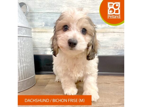 Doxichon – 2892