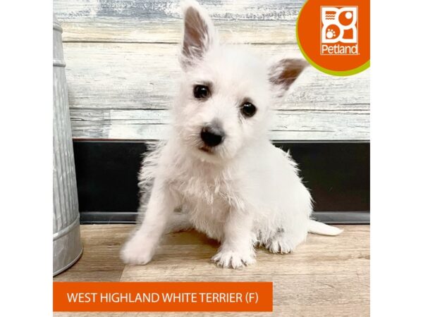 West Highland White Terrier – 2907