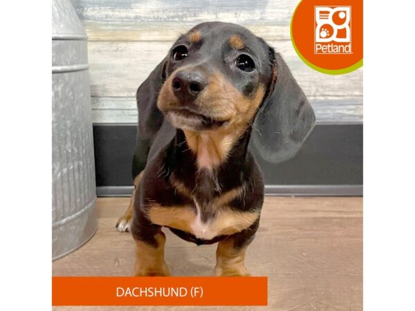 Dachshund – 2899