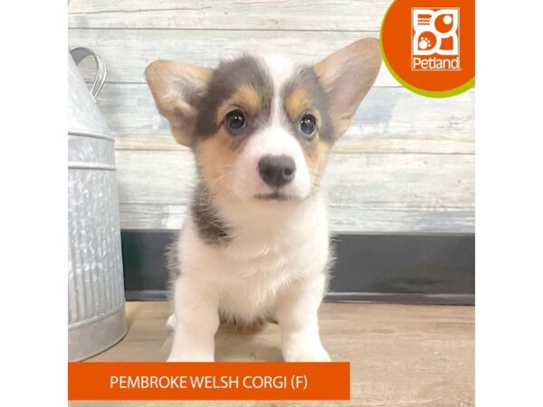 Pembroke Welsh Corgi – 2905