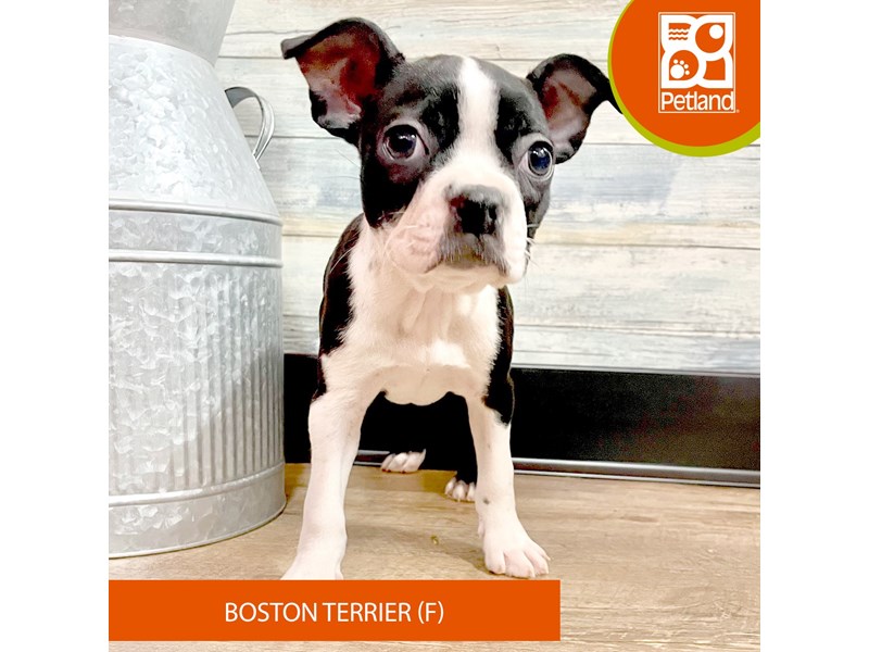 Boston Terrier - 2903 Image #1