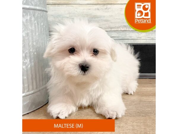 Maltese – 2896