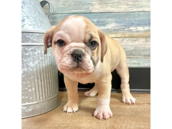 Mini Bulldog – 2908