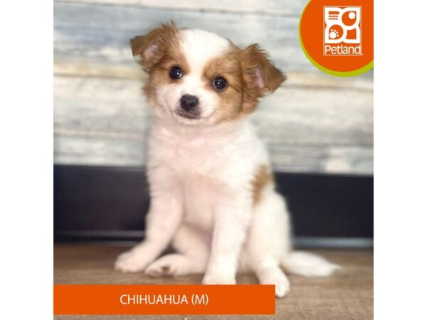Chihuahua – 2847