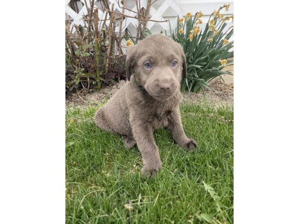 Labrador Retriever – 2869