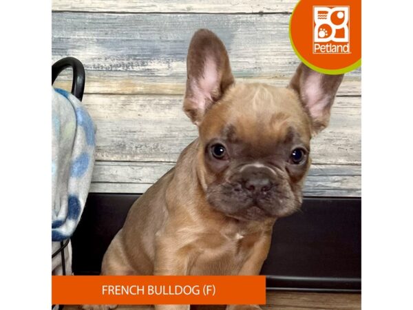 French Bulldog – 2848
