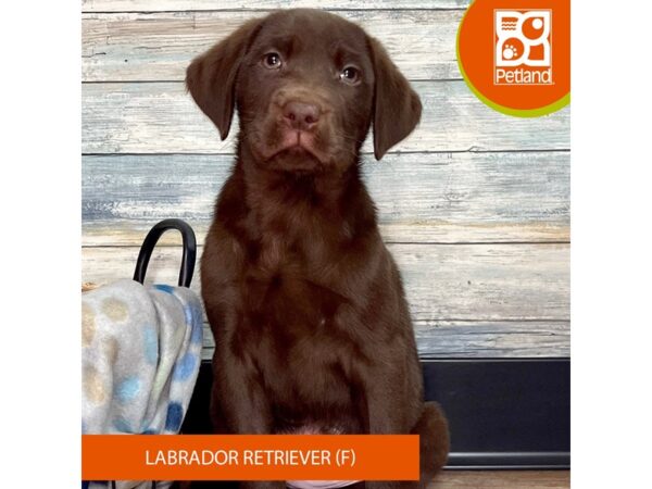 Labrador Retriever – 2853