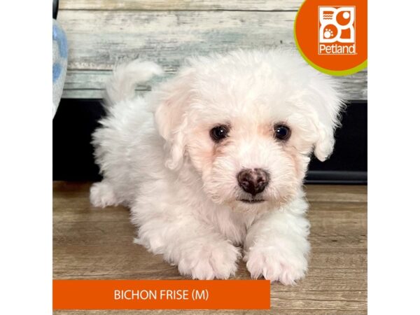 Bichon Frise – 2857