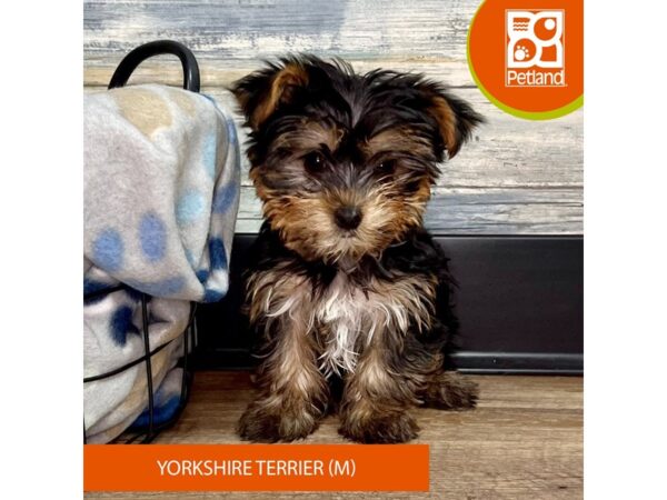 Yorkshire Terrier – 2867