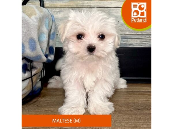 Maltese – 2866