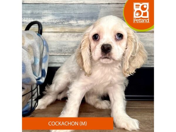 Cockachon – 2859