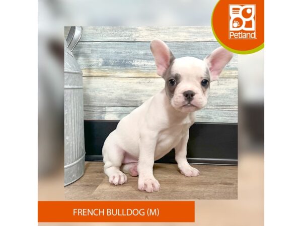 French Bulldog – 2872