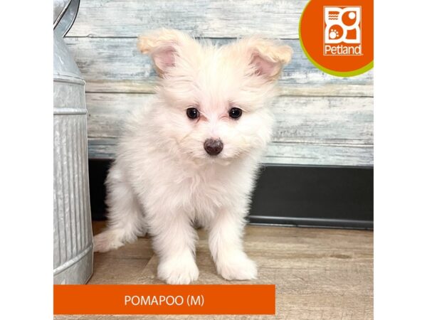 Pomapoo – 2876