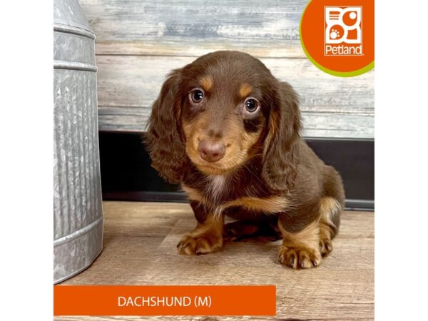 Dachshund – 2879