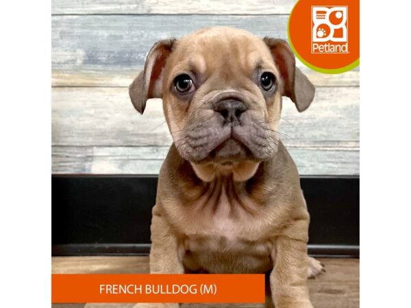 French Bulldog – 2881