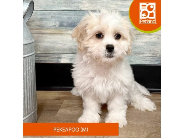 Pekeapoo – 2888