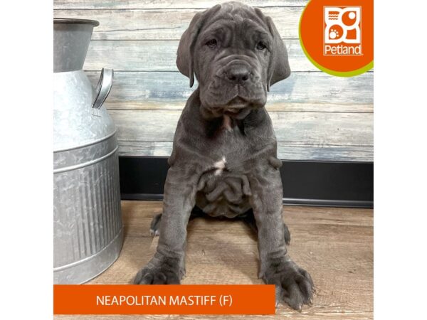 Neapolitan Mastiff – 2884