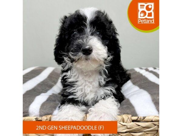Sheepadoodle 2nd gen – 2924