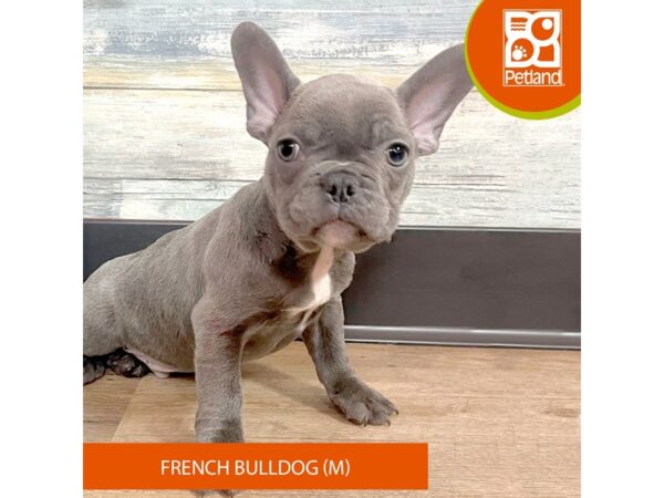 French Bulldog – 2895