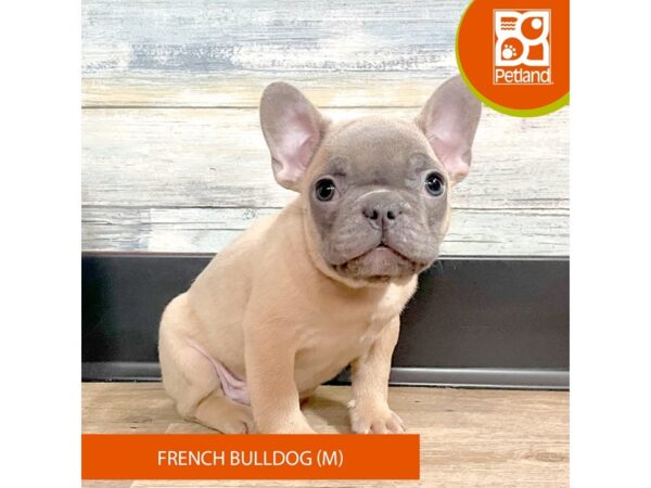 French Bulldog – 2894