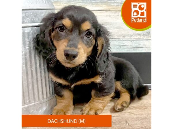 Dachshund – 2909