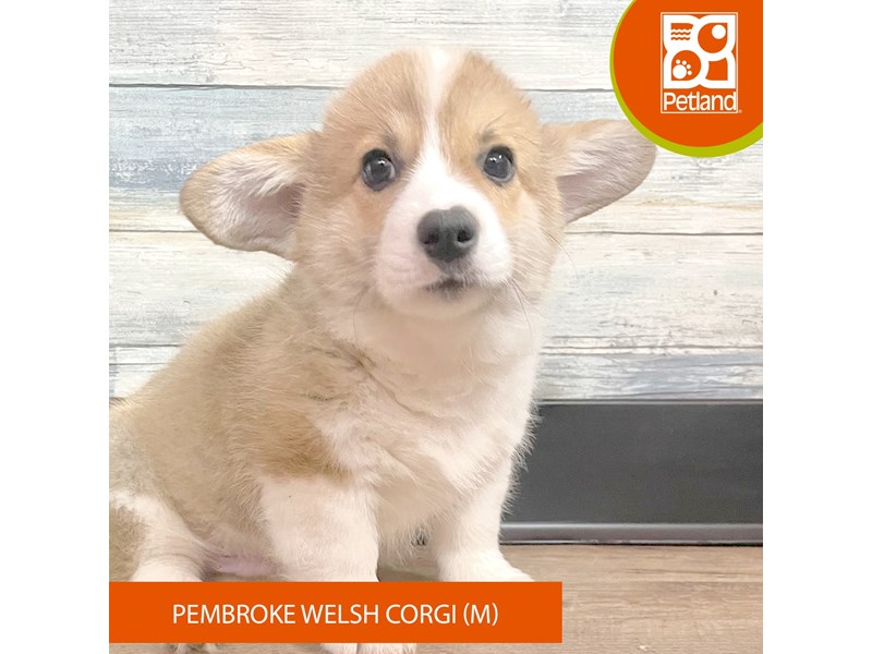 Pembroke Welsh Corgi - 2904 Image #1