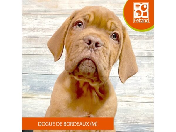 Dogue De Bordeaux – 2902