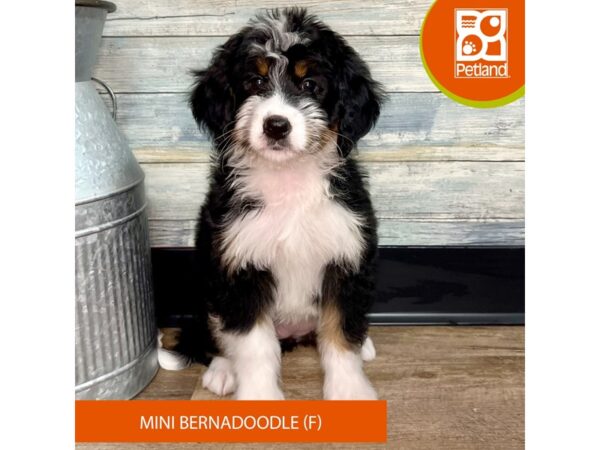 Mini Bernadoodle – 2910