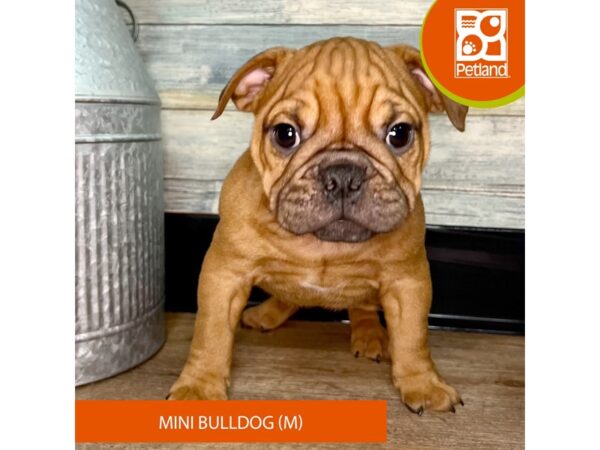 Mini Bulldog – 2922