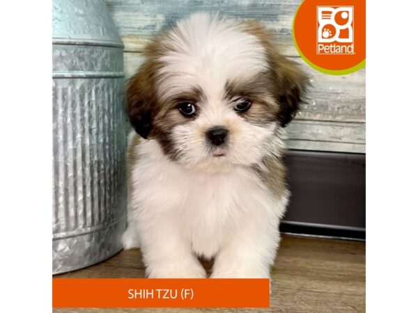 Shih Tzu – 2921