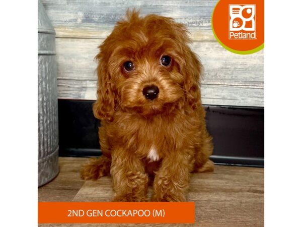 Cock A Poo 2nd Gen – 2920