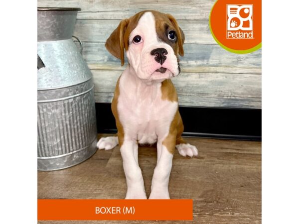 Boxer – 2919