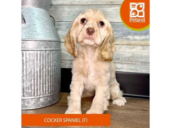Cocker Spaniel – 2914