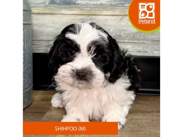 Shihpoo – 2911