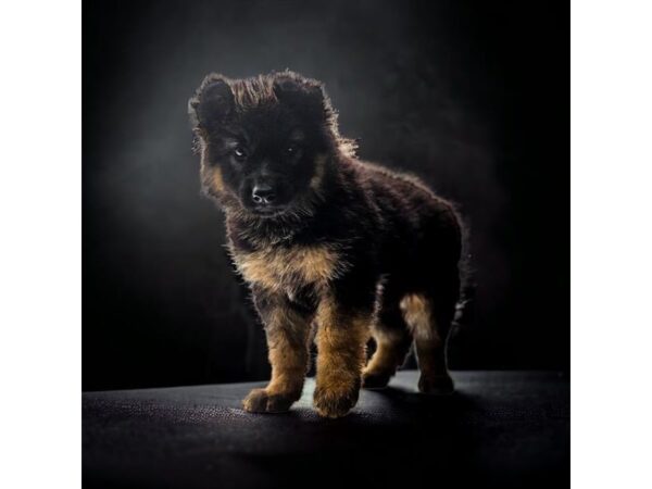 German Shepherd Dog – 2939