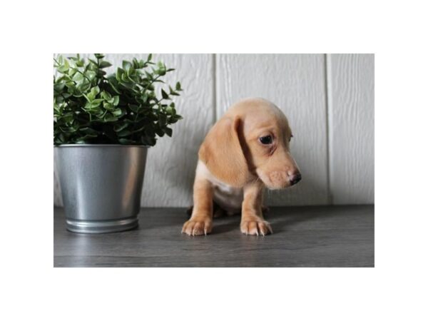 Dachshund – 2929