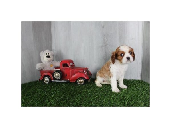 Cavalier King Charles Spaniel – 2930
