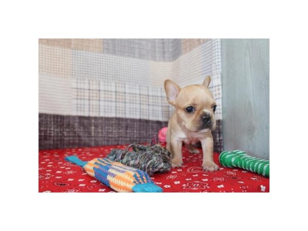 French Bulldog – 2932