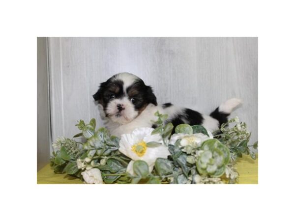 Shih Tzu – 2935