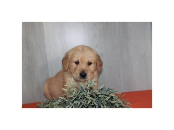 Golden Retriever – 2936